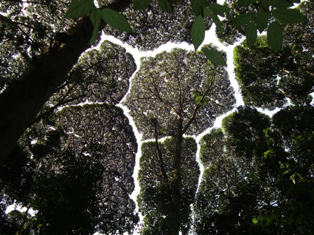 Crown shyness - Dryobalanops aromatica