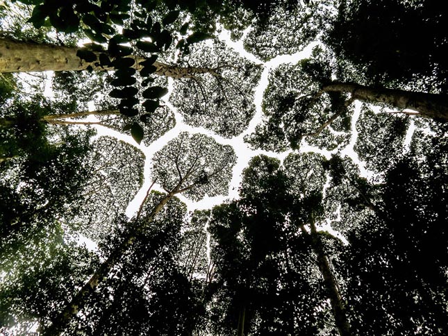 Crown shyness - Dryobalanops aromatica