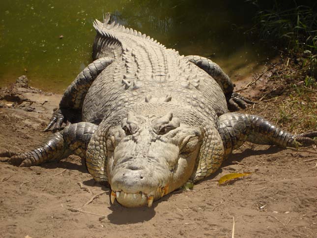 Krokodilok