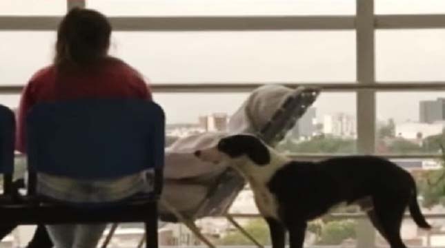 A kórházban vár gazdájára a hűséges kutya