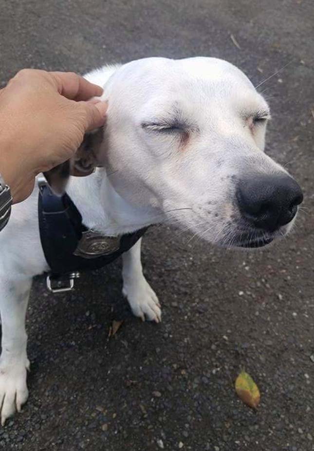 Rendőrök fogadták be a kóbor kutyát