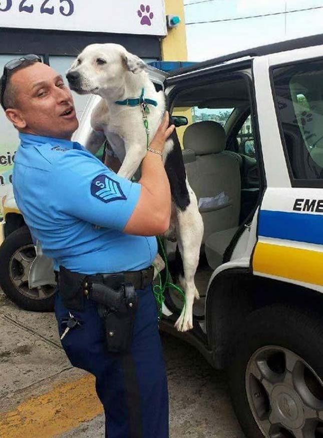 Rendőrök fogadták be a kóbor kutyát