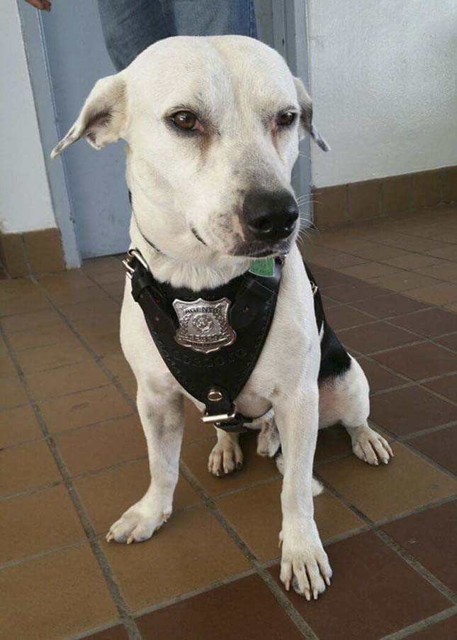 Rendőrök fogadták be a kóbor kutyát