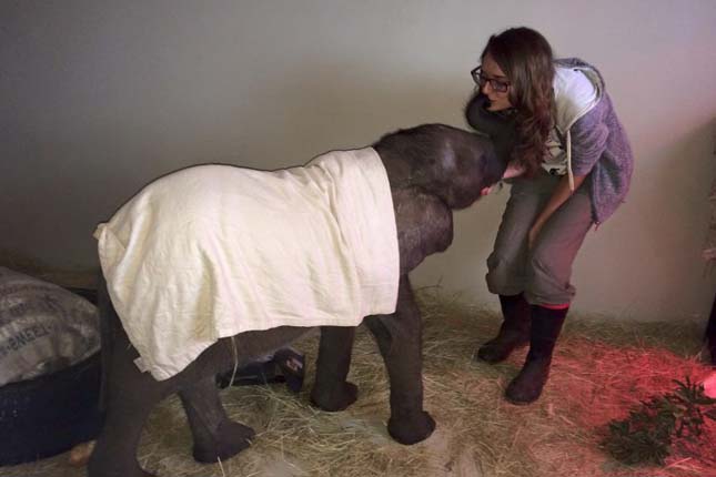 Egy kutyának köszönhetően tért vissza a beteg kiselefánt életkedve