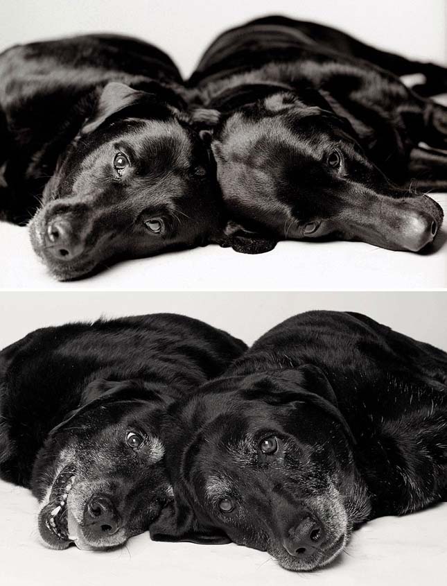 Kutyák fiatalon és öregen