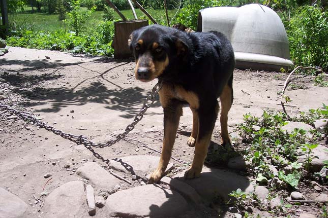 Tilos láncon tartani a kutyákat