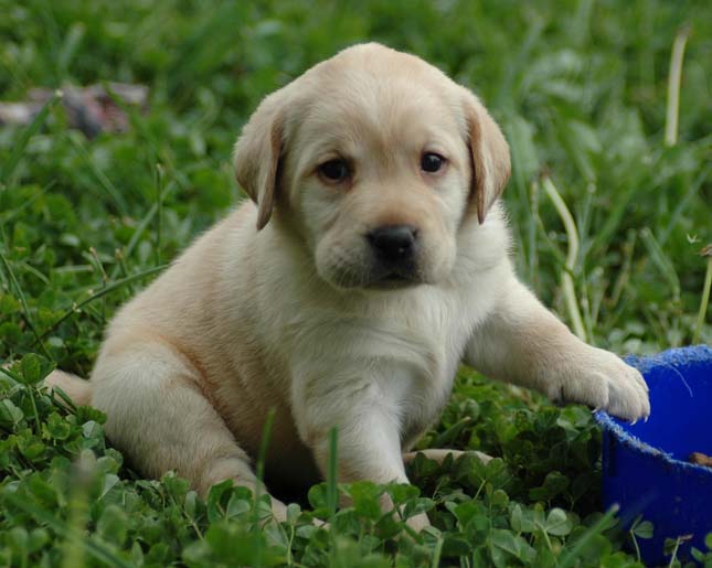 Labrador elhízásának oka