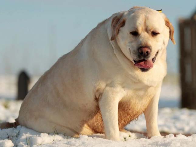 Labrador elhízásának oka
