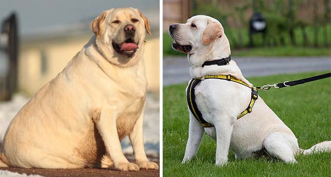 Labrador elhízásának oka