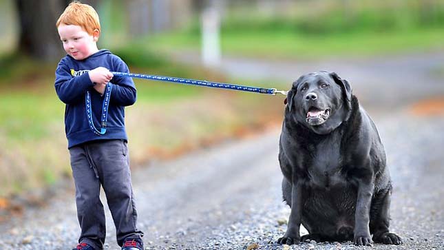 Labrador elhízásának oka