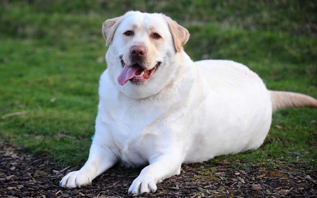 Labrador elhízásának oka