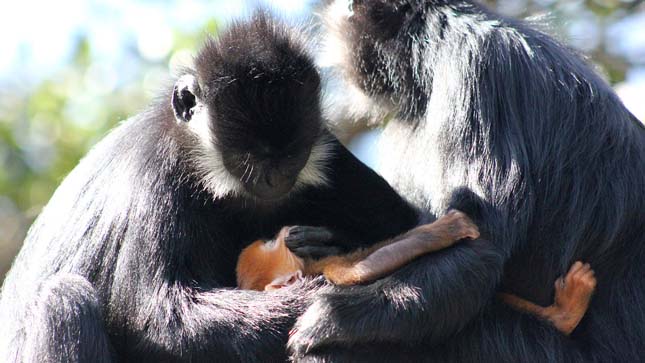 Francois langur