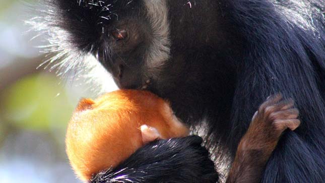 Francois langur