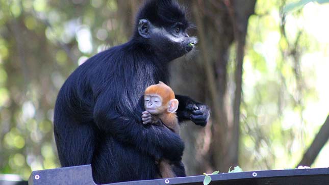 Francois langur