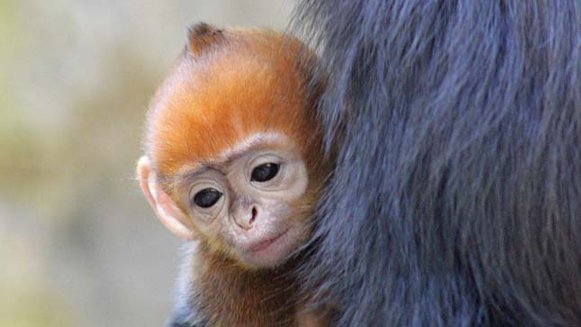 Francois langur