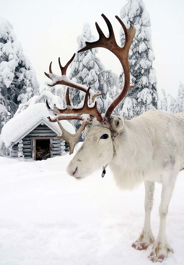 Lappföldi tél