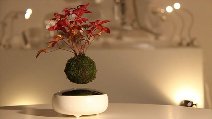 Lebegő bonsai