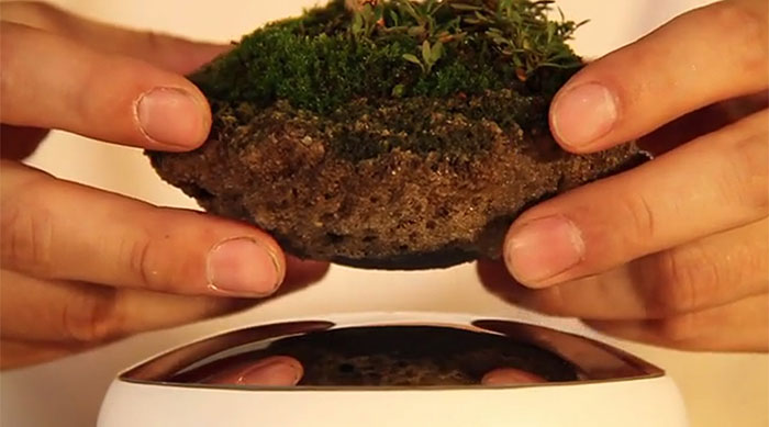 Lebegő bonsai