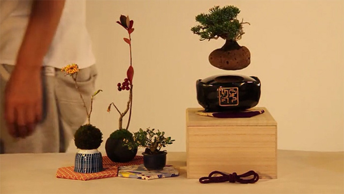 Lebegő bonsai