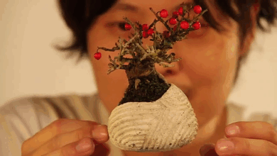 Lebegő bonsai