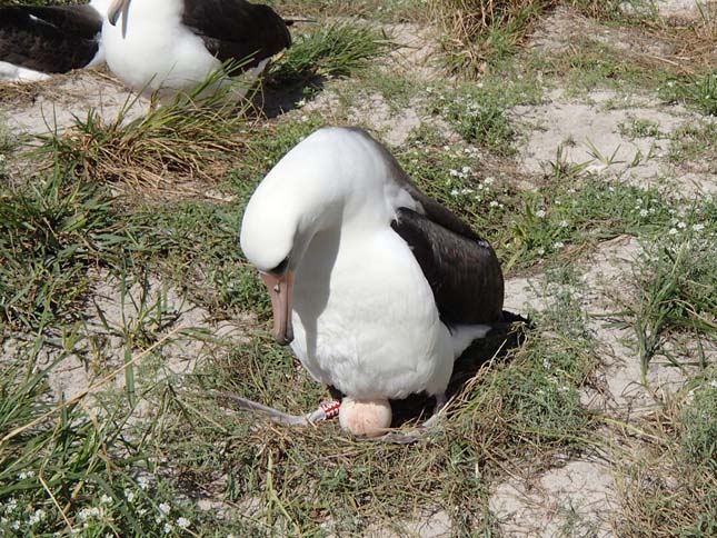 Legidősebb albatrosz