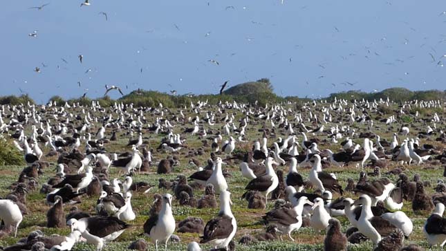 Legidősebb albatrosz