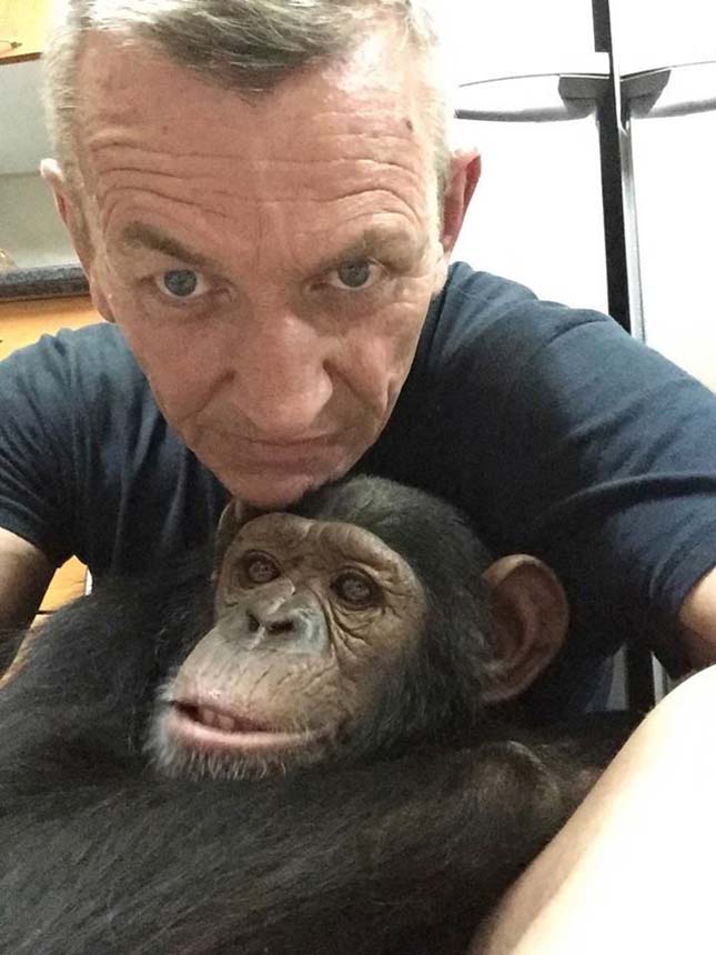 Megmentett csimpánz