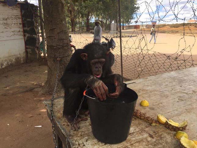 Megmentett csimpánz