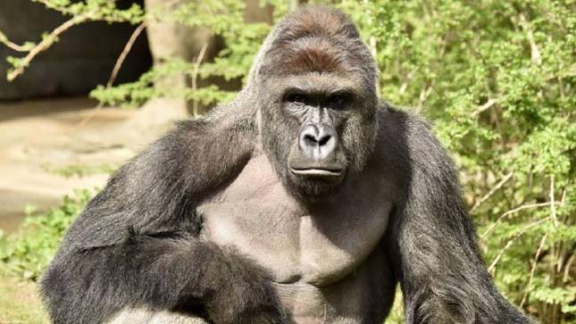 Lelőtt gorilla