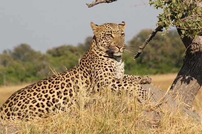 Veszélyben vannak a leopárdok Dél-Afrikában