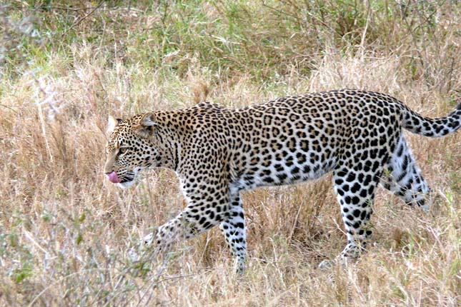 Veszélyben vannak a leopárdok Dél-Afrikában