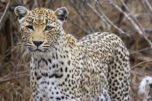 Veszélyben vannak a leopárdok Dél-Afrikában