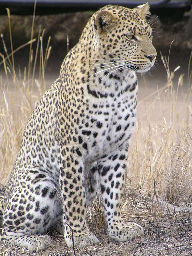 Veszélyben vannak a leopárdok Dél-Afrikában