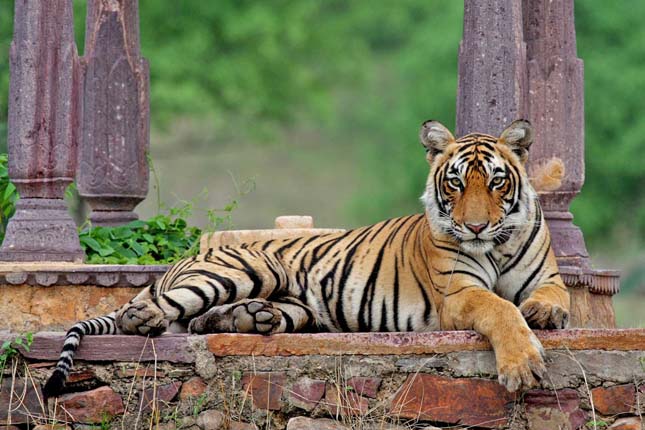 India leghíresebb tigrise