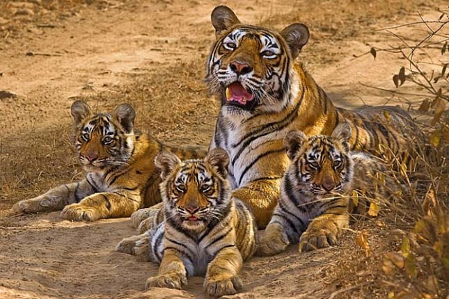 India leghíresebb tigrise
