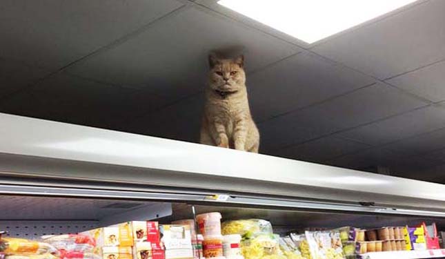 Macska a boltban