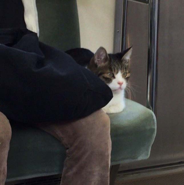 Macska a metrón