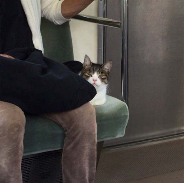 Macska a metrón