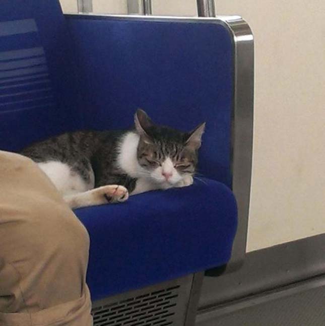 Macska a metrón