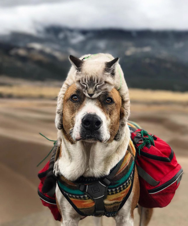 Kutya és macska együtt fedezi fel a világot