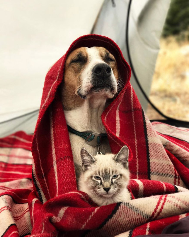 Kutya és macska együtt fedezi fel a világot