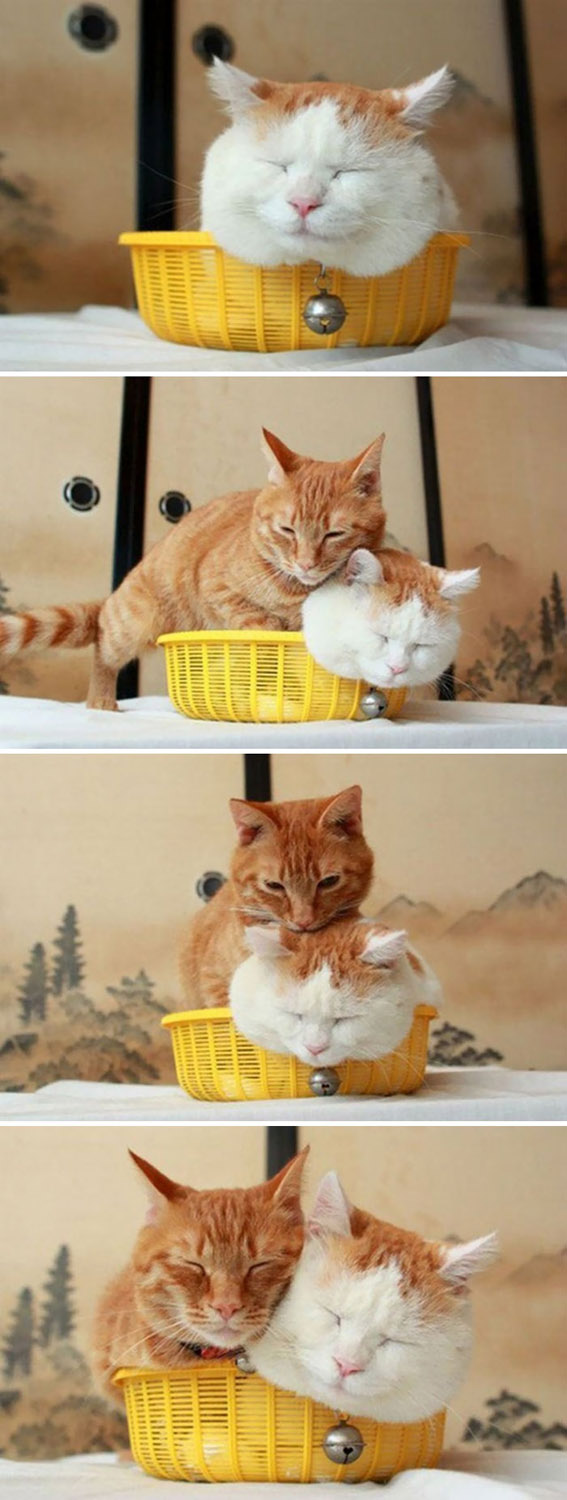 Macskák és a dobozok
