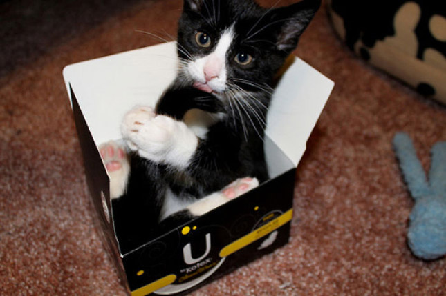 Macskák és a dobozok