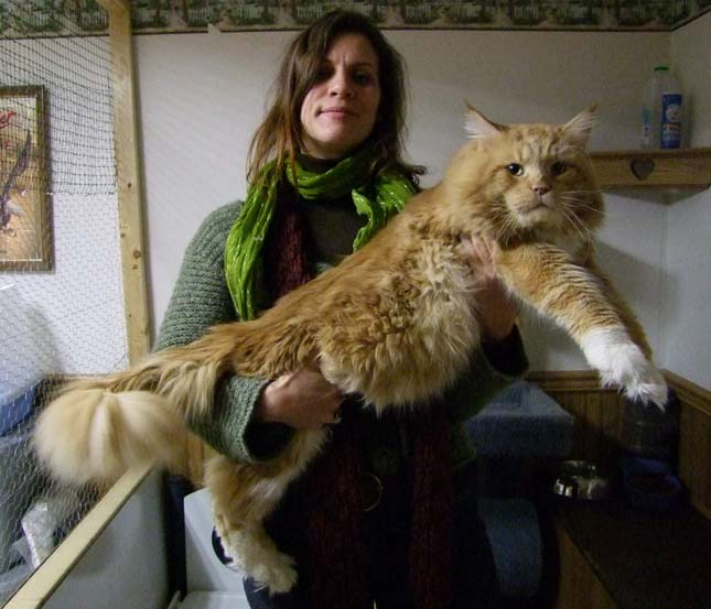 Main Coon