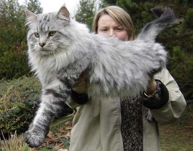 Main Coon