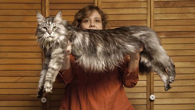 Main Coon