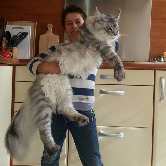 Main Coon