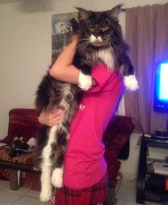 Main Coon