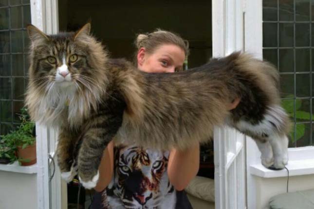 Main Coon