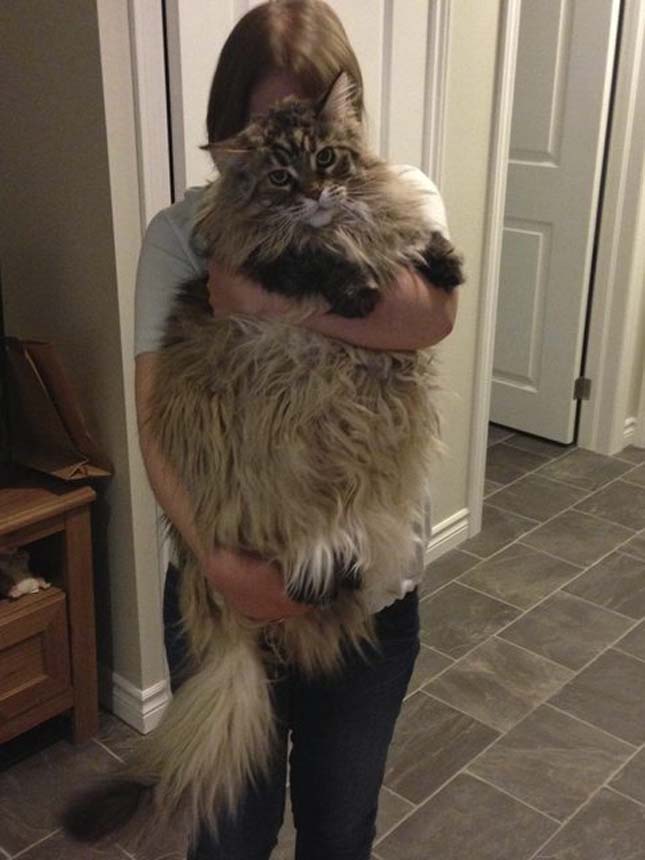 Main Coon